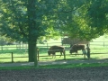 Lainzer Tiergarten