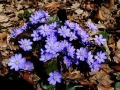 Frühling im Wienerwald